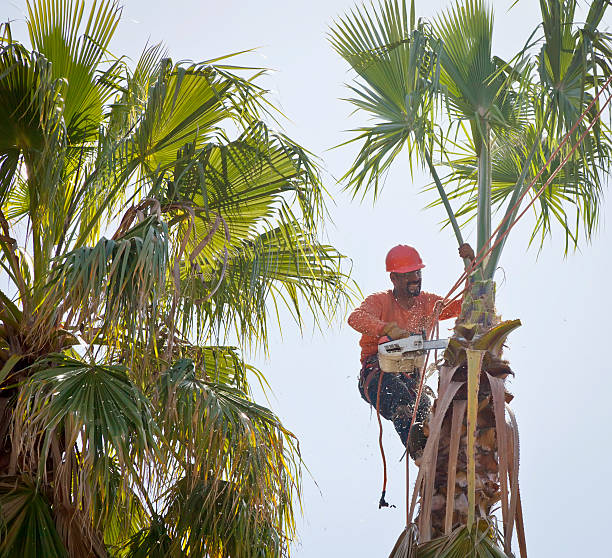 Marengo, IL Tree Service Company